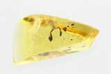 Detailed Fossil Pseudoscorpion (Pseudoscorpiones) In Baltic Amber #270588-1